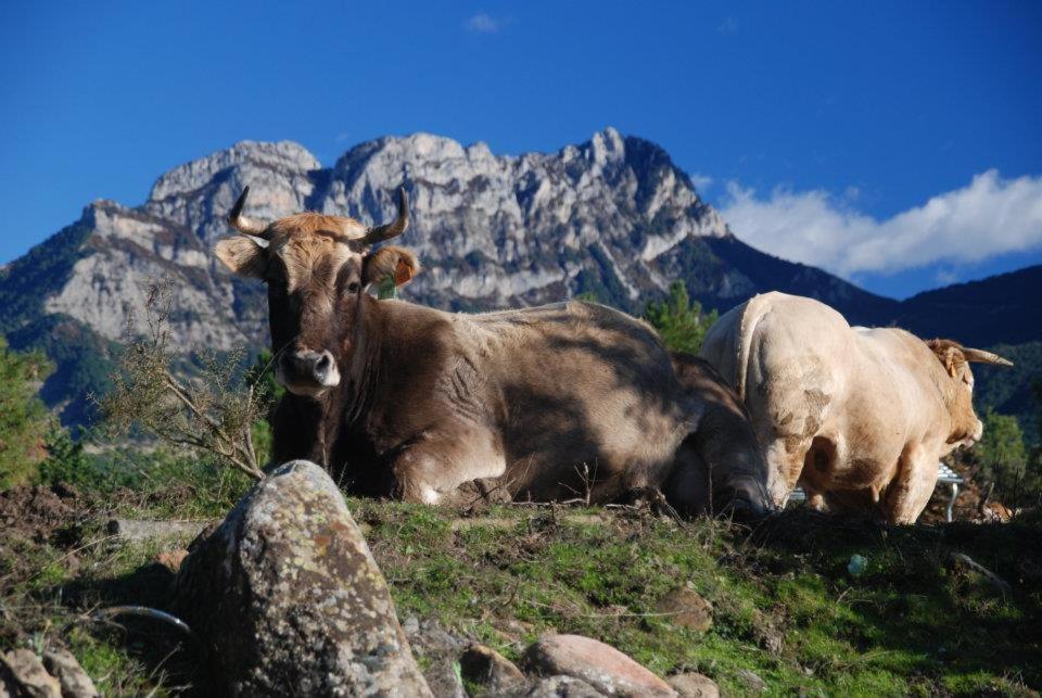 Apartamentos Pirineos Ordesa El Pueyo de Araguas Екстер'єр фото
